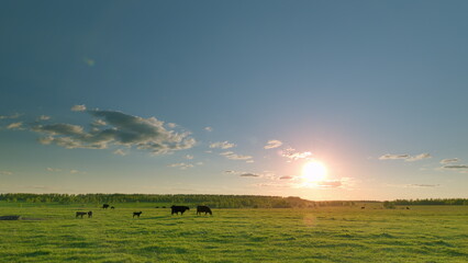 A Serene and Picturesque Sunset Casting Warm Colors Over the Pasture with Grazing Cattle