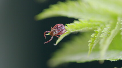 A Detailed Closeup Image Capturing a Tick Resting on a Green Leaf Surface in Nature