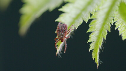 An Intricate CloseUp Image of a Tick Discovered on a Leaf Within Its Natural Habitat Environment