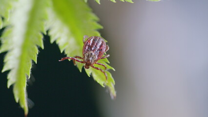 A detailed closeup view of a tick sitting on a leaf amidst the beauty of nature in the wild,