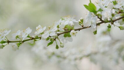 Obraz premium A Beautiful Spring Blossom on a Branch Displaying Lovely White Flowers in Full Bloom