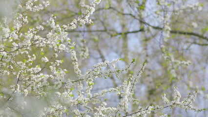 A closeup view of vibrant spring blossoms in a beautiful, natural outdoor setting