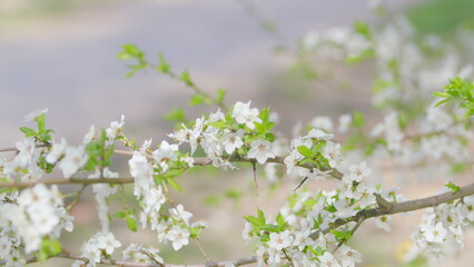 Stunning and Beautiful Blooming White Flowers Gracefully Displayed on Tree Branches During Spring