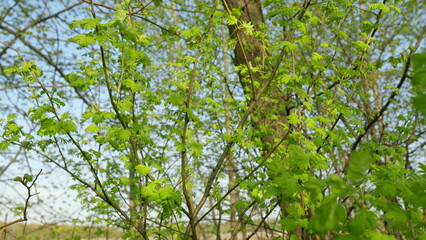 The Vibrant and Colorful Spring Foliage in a Picturesque Forest is Truly a Delight