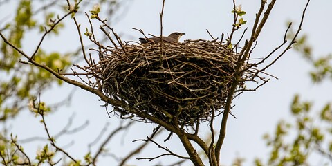 Bird in Nest Springtime Nature Wildlife A small bird perched on its twig nest in a tree