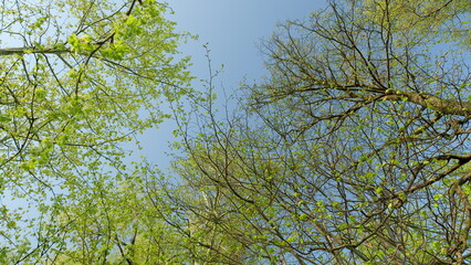 A lush green tree canopy that beautifully contrasts against a clear and vivid blue sky