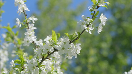 The Beautiful Blossom in Spring Against a Clear Blue Sky is Stunning and Captivating