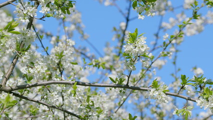 Blossoming tree branches against a clear blue sky create a stunning visual experience
