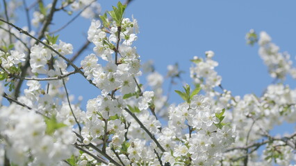 The Beautiful Blossoming Cherry Trees Under the Clear Blue Sky on a Fine Spring Day