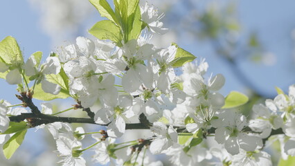 The Beautiful Blossoming White Flowers in Springtime Are Truly Stunning and Delightful