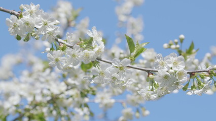 A Beautiful Blooming Cherry Blossom Branch Framed Against a Clear Blue Sky in Spring