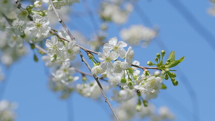 The Beautiful and Blooming Cherry Blossoms Stand Out Against a Clear, Bright Sky Above