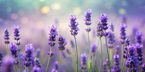 Obraz premium Fine lavender flowers plant and blooming on blurred nature background, panorama. Fine lavender flowers plant and blooming on blurred nature background , banner for website 