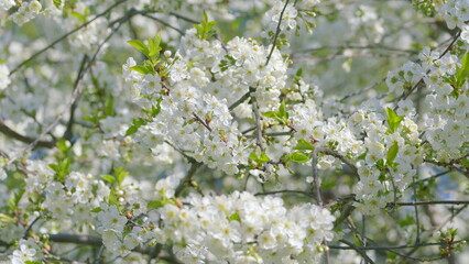 The Beautiful Blooming White Blossoms in the Springtime create a stunning display of nature,