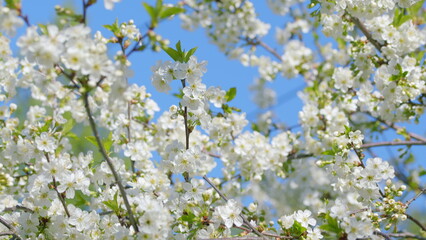 Obraz premium A Blossoming Cherry Tree with Bees busily working amid the blossoms during Springtime