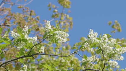 Obraz premium The Stunning Sight of Blooming White Flowers Set Against a Clear, Bright Blue Sky