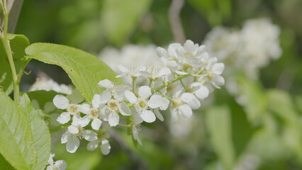 Delicate White Flowers Nestled Among Lush Green Leaves in the Warmth of Spring Season