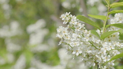 The Beautiful White Flower Blossoms Gracefully in the Wonder of Natures Splendor
