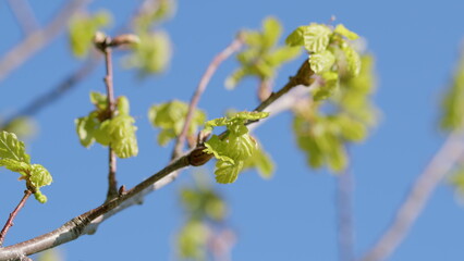 Vivid and vibrant spring leaves contrast beautifully against a clear blue sky above