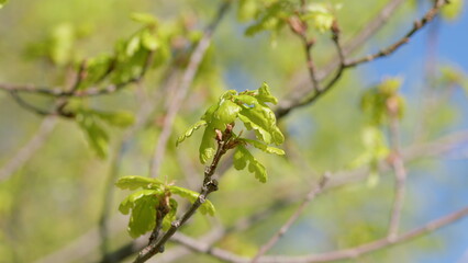 Fresh, vibrant Green Leaves flourishing on Branches during the beautiful Springtime season