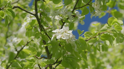 Gorgeous White Blossoms Adorn a Lush Green Tree Amidst Natures Beauty and Serenity