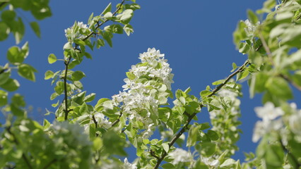 A stunning display of beautiful blooming flowers set against a clear blue sky backdrop