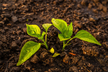 Bell pepper sprout in water drops close-up at sunset