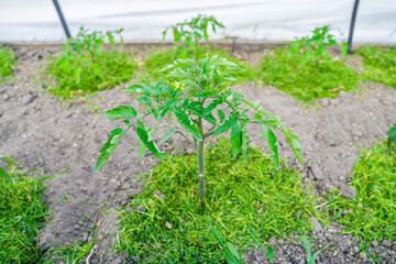 Greenhouse with growing tomato seedlings. Soil mulched with grass. Mulching of vegetable beds to...