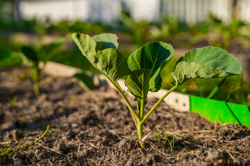 Seedlings of different varieties of cabbage growing in a vegetable garden, close-up
