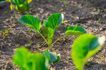 Seedlings of different varieties of cabbage growing in a vegetable garden, close-up