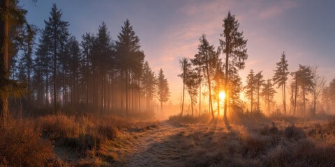 Panoramic View of Forest Clearing at Sunrise. A wide-angle shot capturing a forest clearing bathed in the warm hues of a rising sun, with mist adding a mystical touch.