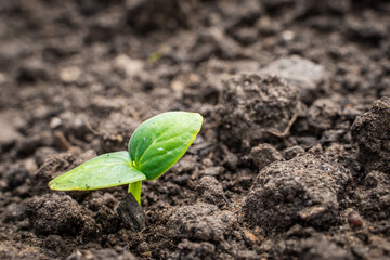 The first leaves of a sprouted cucumber close-up. Sprouted seeds in the soil of the garden