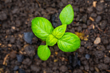 Small basil sprout growing in soil, close-up