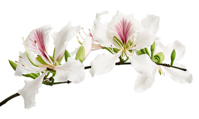 Fototapeta premium White Hong Kong Orchid flower, White Bauhinia flower, White flowers isolated on white background with clipping path 