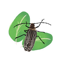 Huhu Beetle