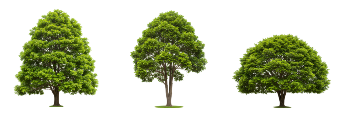 緑葉木々成長三種