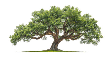 A large, ancient-looking tree with thick, gnarled branches and lush green leaves, set against a transparent background.  The tree is depicted in a realistic style, emphasizing texture and detail