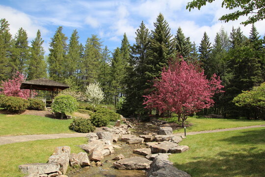 japanese garden in spring