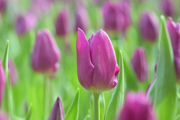 Close-up of a purple tulip in bloom, surrounded by green leaves and blurred tulips in the background, creating a soft and colorful springtime scene.
