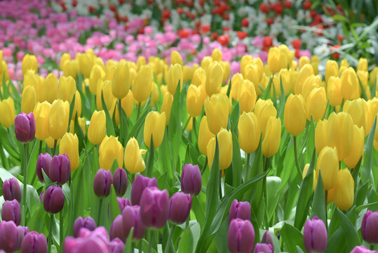 A field of yellow and purple tulips in full bloom creates a cheerful spring landscape, glowing with natural beauty, perfect for nature and flower lovers.