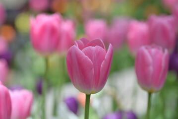 Fototapeta premium Close-up of a pink tulip in bloom, surrounded by green leaves and blurred tulips in the background, creating a soft and colorful springtime scene.