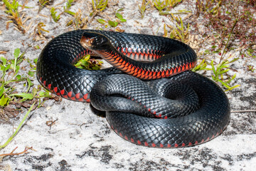 Australian Red-bellied Black Snake