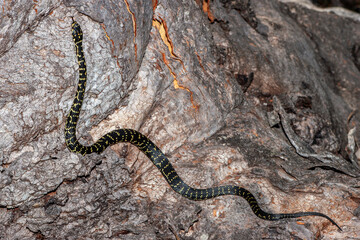 Australian Endangered Broad-headed Snake climbing at base of gum tree