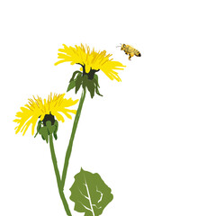 Dandelion and Bee