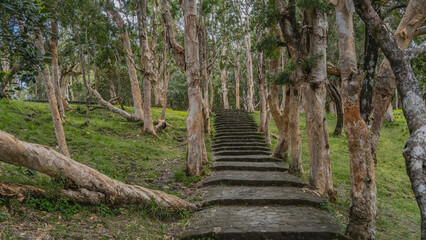 Obraz premium Walking path in the park. A stone staircase rises up the hill. Paperbark Trees Melaleuca linariifolia grow in a green meadow. Unusual cream-beige trunks with peeling bark. Mauritius. 