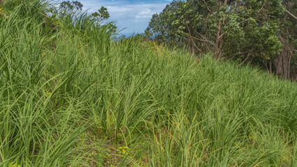 Tall, lush green grass grows on the hillside. Close-up. The trees are far away. Blue sky, clouds. Mauritius.
