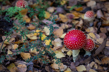 Closeup of Red mushrooms known as Fly agaric