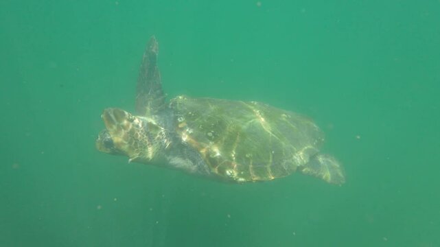 Loggerhead turtles feeding in the protected waters of Argostoli Harbour, Kefalonia, Greece. These endangered marine turtles thrive in the Ionian Sea, showcasing vibrant Mediterranean wildlife.