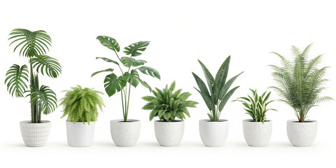 Various potted plants arranged in a row against white backdrop