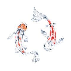 Koi fish watercolor illustration, hand drawn
